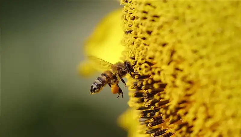 Kır Çiçeklerindeki Zehir, Arı Ölümlerinin Gizemini Ortaya Çıkardı!