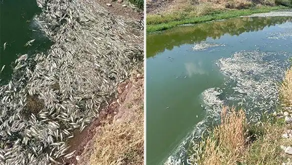 Karasu Çayı’nda Gizemli Balık Ölümleri: Nedenleri Araştırılıyor