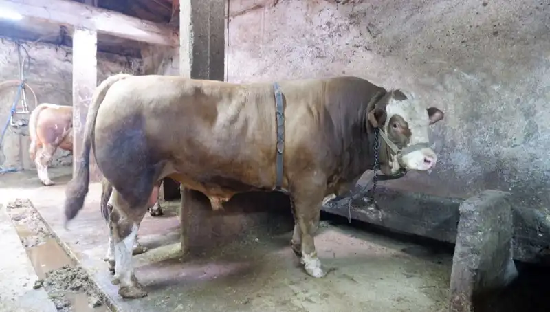 Alıcı Buldu: 1 Ton 200 Kiloluk Eşyanın Fiyatı Şaşkınlık Yarattı!