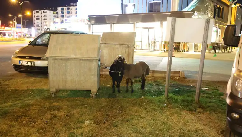 Yola Düşen "Mor Karaman" Koyunları, Sahipsiz Kalmanın Acısını Yaşıyor