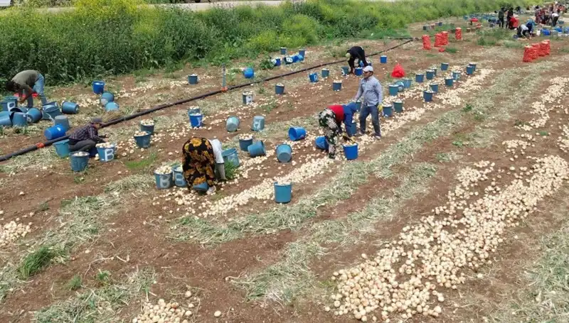 Soğan Hasadı Başladı: Piyasalar Neden Düşüşte?