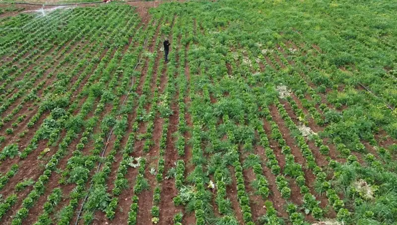 Marul Hasadında Kuraklık Etkisi: Tarımda Alarm Zamanı Geldi