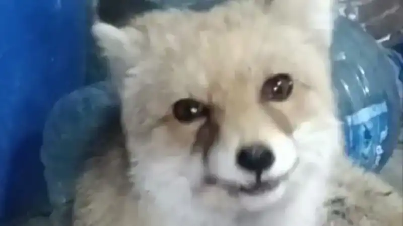 Bahçesine Giren Tilkilere Elinden Besleme Şansı Verdi