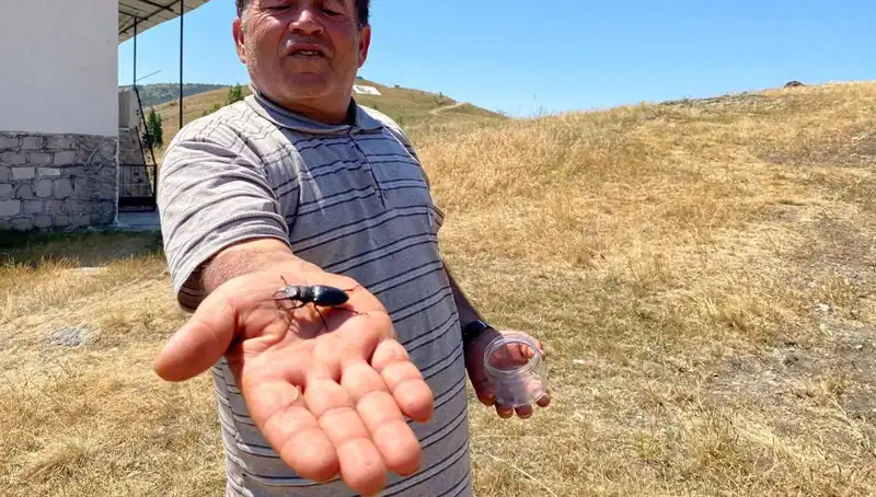 Sivas’ta Görülen Tehlikeli Böceği Öldürmenin Cezası: 557 Bin TL