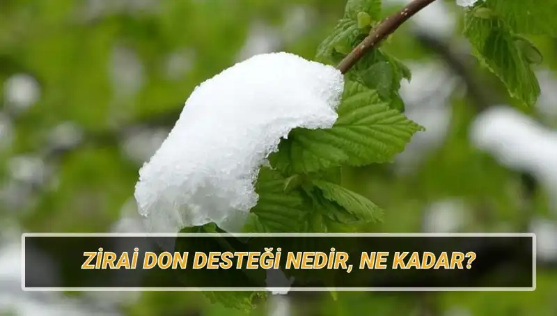 Zirai Don Desteği: Kimler Faydalanacak, Ne Kadar Yardım Alacak?