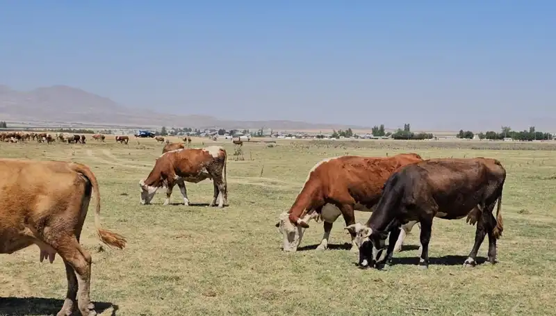 Arin Gölü'ndeki Kuru Göl Hayatı Tehdit Mi Ediyor? Su Sıkıntısının Sonuçları