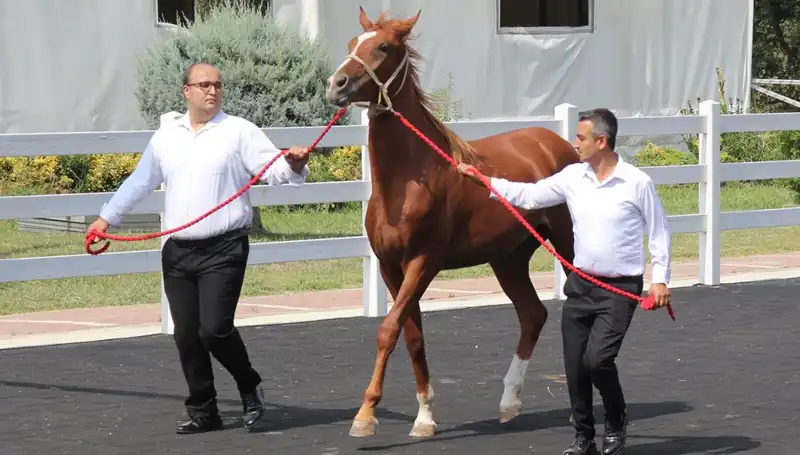 Taşkın Kral Rekorunu Kırarak Dikkatleri Üzerine Çekti!