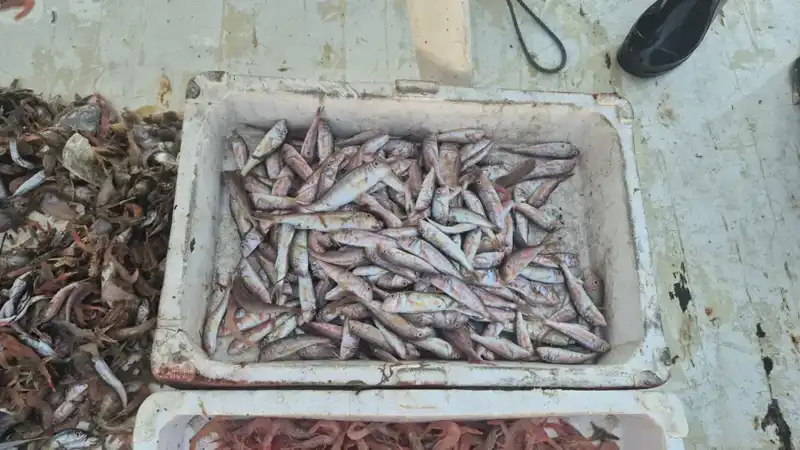 Türkiye'nin Tazesinin Adı: Denizden Gelen Lezzetler Limanda