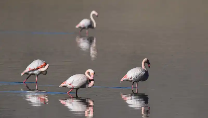 Kuş Cennetinde Kuraklık Etkisi: Flamingo Sayısı Ve Ekosistem Darboğazı