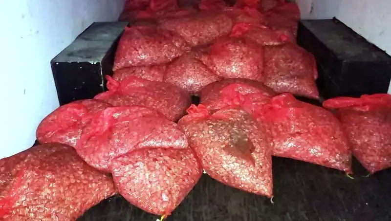 Samsun'da Şok Baskın: 1,5 Ton Kaçak Midye Ele Geçirildi!