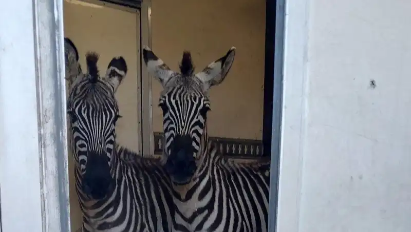 Sınırda Durdurulan Minibüste Hayvan Fırtınası: 2 Zebra, 6 Maymun ve Daha Fazlası