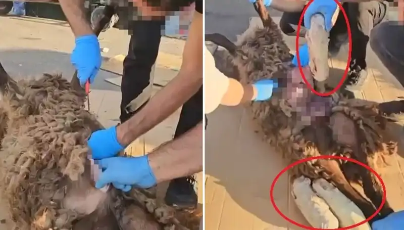 Zehir Tacirlerinin Gizemli Oyunu: Ölü Koyundan Çıkanlar Şok Etti