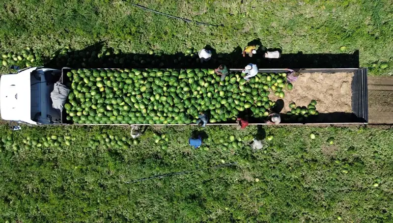 Bafra Ovası'nda 94 Bin 500 Ton Karpuz Rekoltesi Bekleniyor: Tarımda Yeni Bir Dönem