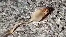 Tunceli Dağlarında Nadir Görülen Arap Tavşanı İlk Kez Görüntülendi