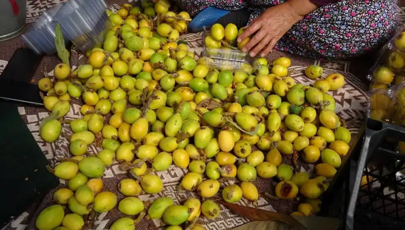 Muşmula Hasadı Başladı: Kilosu 150 TL ile Rekor Fiyatlar Görüyor
