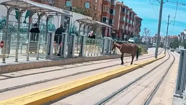 Eskişehir'de Tramvay Raylarında Gezen Başlıboş At, Şehirde Şaşkınlık Yarattı