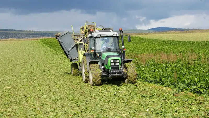 Kastamonu'da Pancar Hasadı: Ekonomi, Tarım ve Gelecek Üzerindeki Etkileri