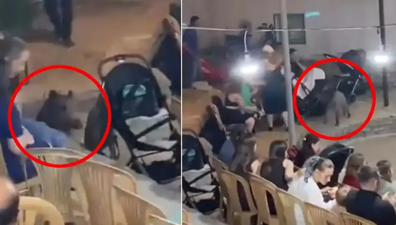 Yaban Domuzlarının Düğün Günü Kaosuna Dönüşen İnanılmaz Hikayesi