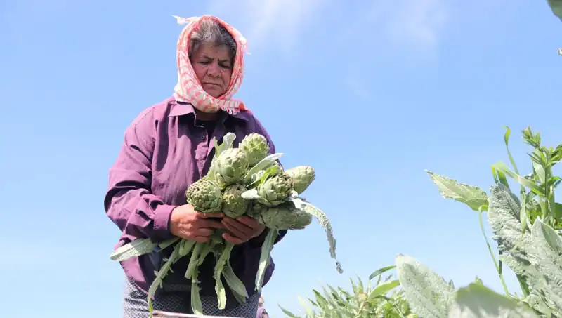 Tarladan Sofralara: 50 TL'lik Sebzelerin Sırları Neler?