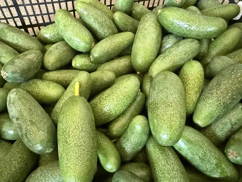 Antalya'da Yetiştirilen Tarım Ürünleri İle Rekor Rekolte Beklentisi Artıyor