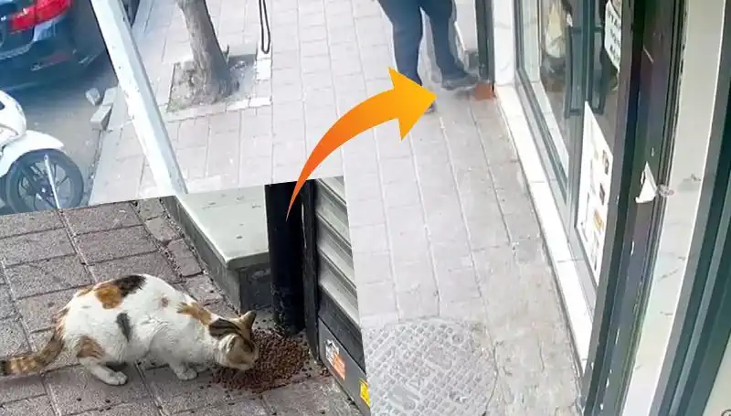 Yaramaz Kediler Mama Torbalarını Açıp Kaçtı: Komik Anlar!