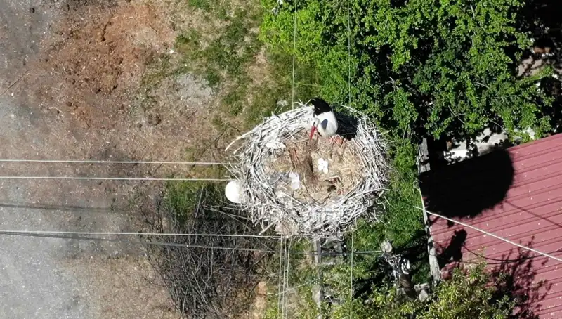 Baharın Temsilcisi, Yuvasına Dönerek Doğanın Canlanmasını Müjdelerken