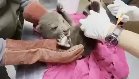 Karabük'te Yavru Bozayı Bulundu: Doğa Koruma Ekipleri Alarmda
