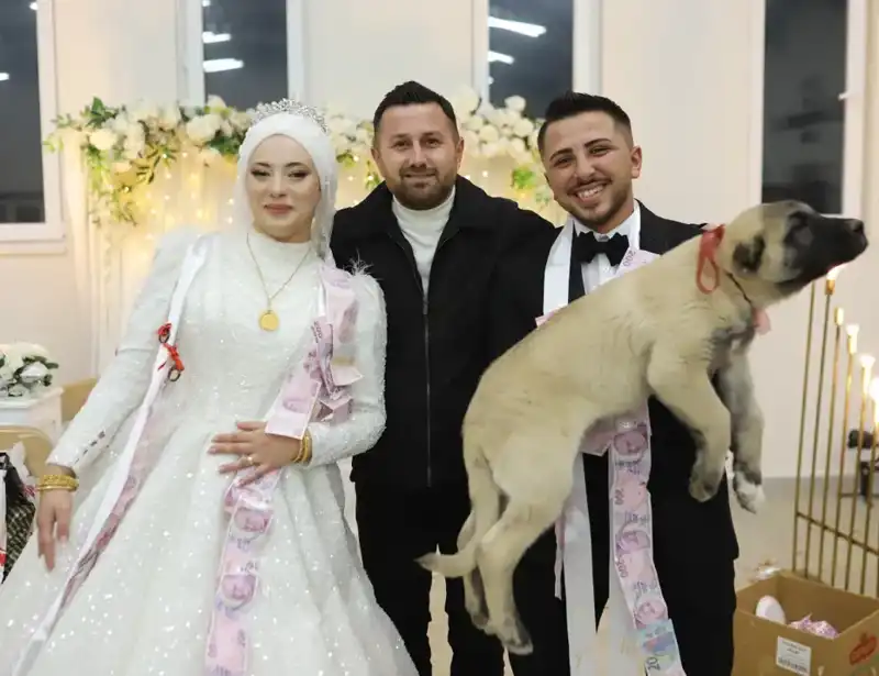 Düğün Geleneklerinin Yerine Çoban Köpeği Hediye Edildi! Misafirler Şaşkın