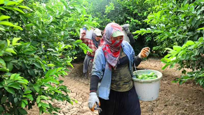 Kilo Fiyatı 150 Lirayı Geçti: Marketlerde Fiyat Düşüşü Bekleniyor