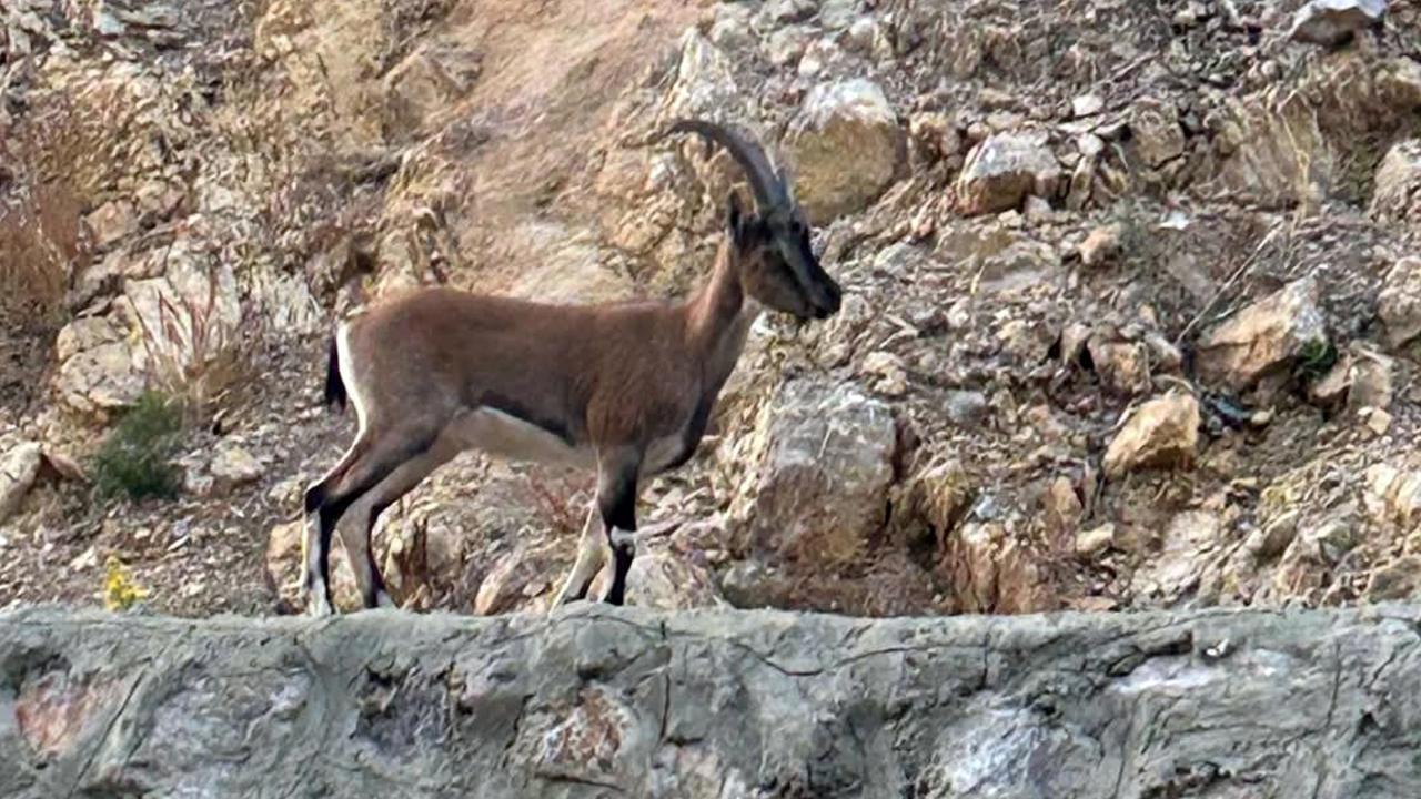 Yaban Keçisini Vuran Kişiye Ağır Cezai İşlem