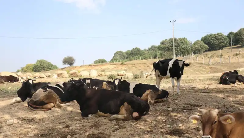 Şap Hastalığına Karşı Umut Veren Önlem: 22 Köyde Giriş ve Çıkışlar Kısıtlandı