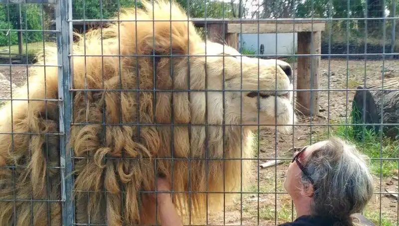 Avustralya'da Aslan Saldırısı: Bir Kadının Korkunç Deneyimi