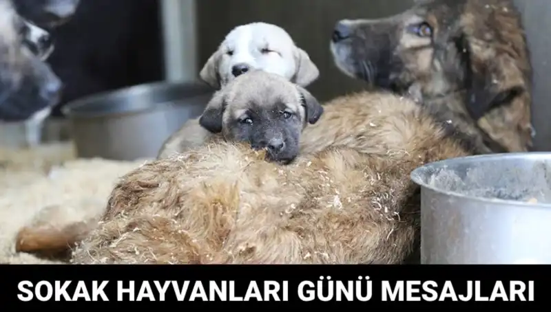 Dünya Sokak Hayvanları Günü: Hayvan Hakları İçin Farkındalık Yaratmak