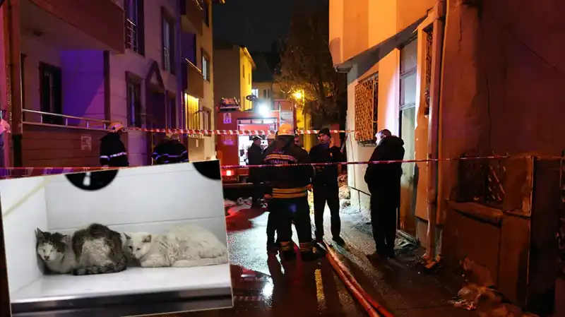 Evde Yangın Felaketi: 26 Kedi Yaşamını Yitirdi