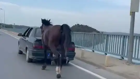 Adana’da Ata Eziyet Eden Şüpheli Yakalandı, Hayvan Hakları İçin Mücadele Devam Ediyor